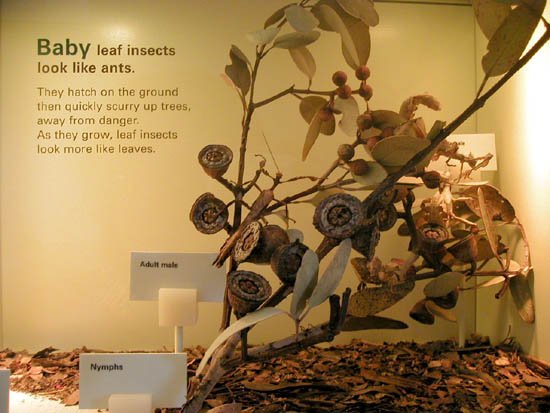 image 012-leaf-insects-info-jpg