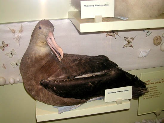 image 019-wandering-albatross-young-specimen-jpg