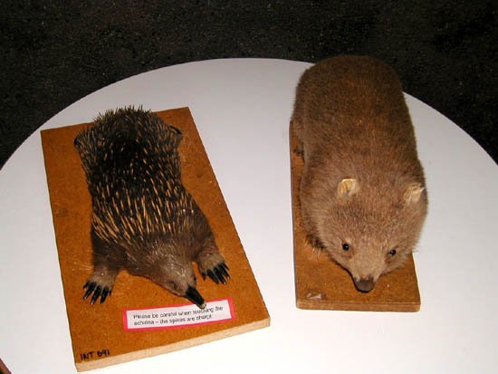 image 022-echidna-wombat-specimens-jpg