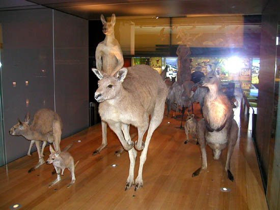 image 027-marsupials-specimens-jpg