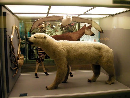 image 029-polar-bear-specimen-jpg