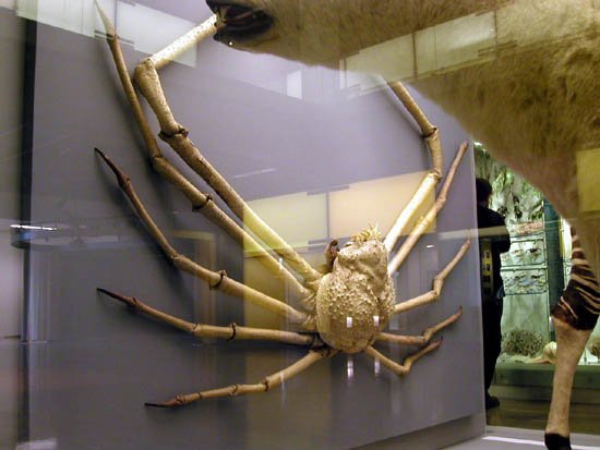 image 030-japanese-spider-crab-specimen-jpg