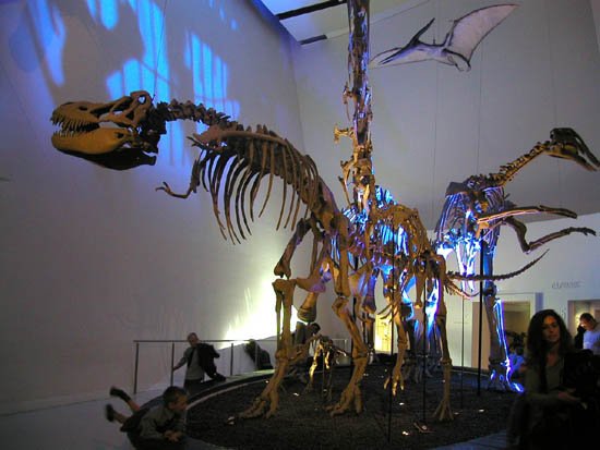 image 055-dinosaur-skeletons-display-jpg