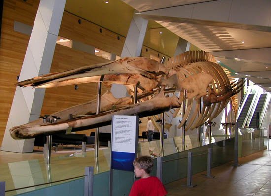 image 060-blue-whale-skeleton-jpg