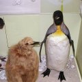 image 017-king-penguin-adult-young-specimens-jpg