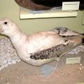 image 020-wandering-albatross-adult-specimen-jpg