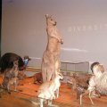 image 028-native-animals-specimens-jpg