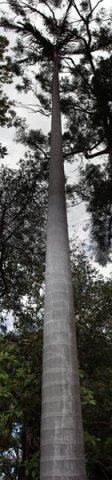 image bangalow-palm-very-tall-trunk-jpg