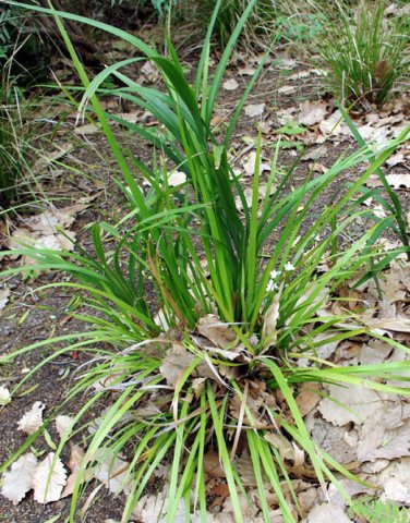 image branching-grass-flag-libertia-paniculata-iridaceae-1-jpg