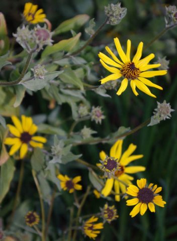 image bush-sunflower-california-brittlebush-coast-sunflower-encelia-californica-1-jpg