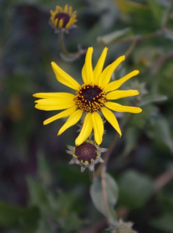 image bush-sunflower-california-brittlebush-coast-sunflower-encelia-californica-2-jpg