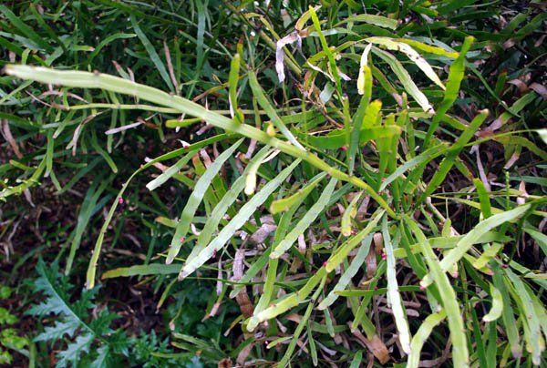 image centipede-plant-tapeworm-plant-ribbon-bush-homalocladium-platycladum-1-jpg