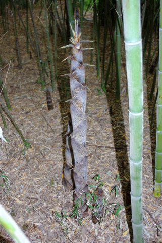 image childrens-garden-bamboo-forest-bamboo-shoot-jpg
