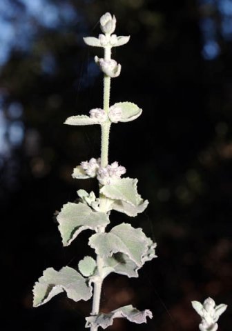 image desert-lavender-hyptis-emoryi-2-jpg