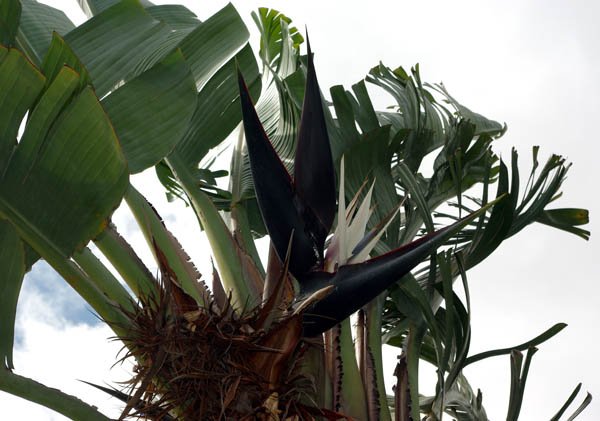 image giant-bird-of-paradise-natal-strelitzia-wild-strelitzia-strelitzia-nicholii-2-jpg