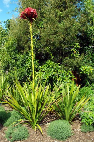 image gymea-lily-doryanthes-excelsa-2-jpg