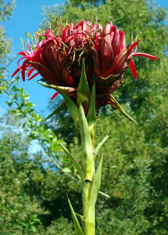 image gymea-lily-doryanthes-excelsa-3-flower-spike-jpg