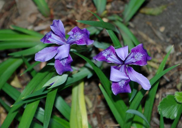 image iris-munzii-iridaceae-jpg