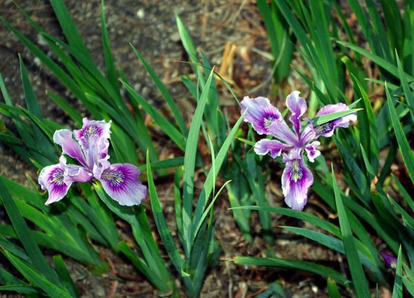 image iris-purdyi-iridaceae-jpg