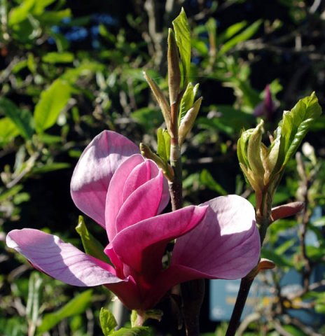 image magnolia-soulangiana-jpg