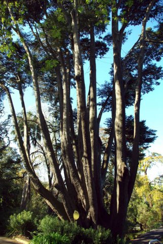 image monterey-cypress-cupressus-macrocarpa-jpg