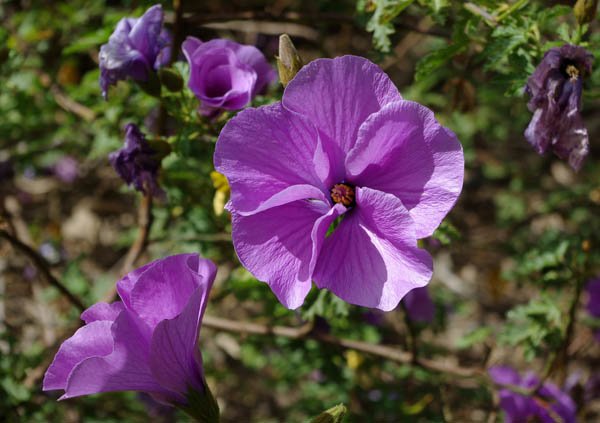 image native-hibiscus-alyogyne-huegelii-malvaceae-jpg
