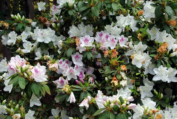image rhododendron-jpg