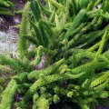 image asparagus-fern-asparagus-densiflorus-myersii-1-jpg