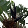 image giant-bird-of-paradise-natal-strelitzia-wild-strelitzia-strelitzia-nicholii-2-jpg