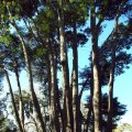image monterey-cypress-cupressus-macrocarpa-jpg