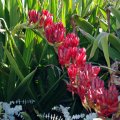 image queensland-mountain-lily-giant-spear-lily-doryanthes-palmeri-jpg