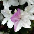 image rhododendron-unusual-bi-coloured-bloom-jpg