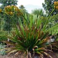 image spear-lily-doryanthes-palmeri-1-jpg