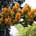 image spear-lily-doryanthes-palmeri-2-jpg