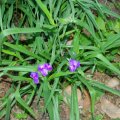 image spiderwort-dayflower-trinity-flower-tradescantia-virginiana-1-jpg