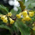 image wild-yellow-jasmine-yellow-pittosporum-pittisporum-revolutum-2-jpg