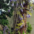 image wisteria-1-jpg