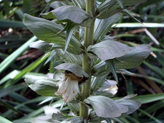 image acanthus-spinosus-acanthaceae-2-jpg