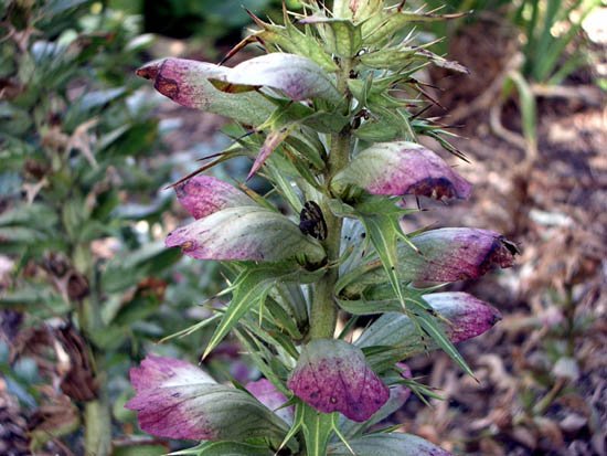 image acanthus-spinosus-acanthaceae-3-jpg