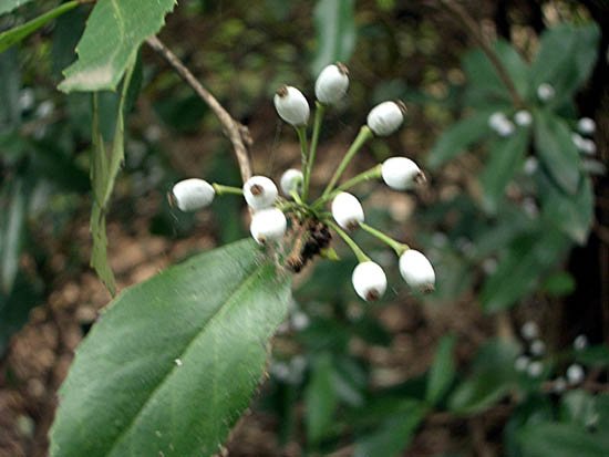 image barberry-berberis-berberidaceae-2-jpg
