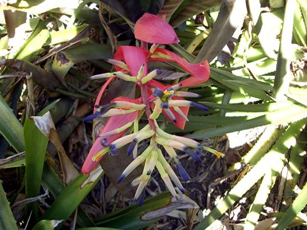 image bromelliad-in-flower-jpg