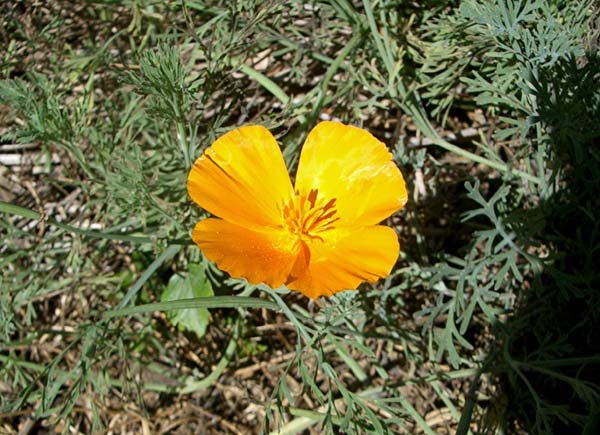 image californian-poppy-eschscholzia-californica-papaveraceae-jpg