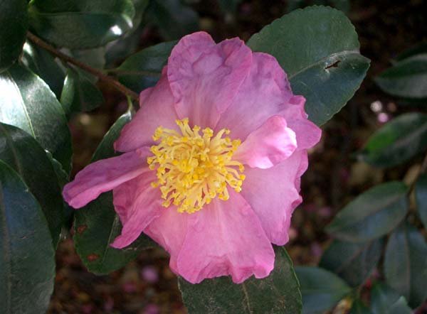 image camellia-sasanqua-shichi-fukujin-theaceae-jpg