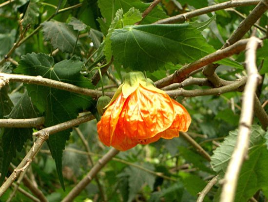 image chinese-lantern-flowering-maple-abutilon-x-hybridum-1-jpg
