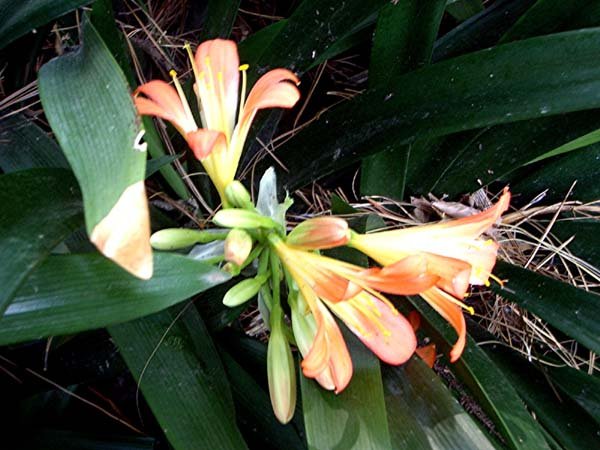image clivia-x-cyrtanthiflora-amaryllidaceae-jpg