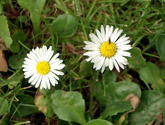image english-daisy-bellis-perennis-asteraceae-jpg