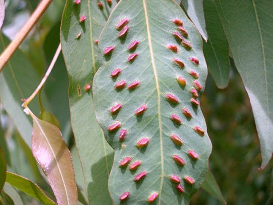 image eucalyptus-leaves-infected-with-leaf-galls-jpg