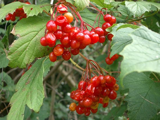 image european-cranberry-bush-viburnum-opulus-var-sargentii-edited-jpg