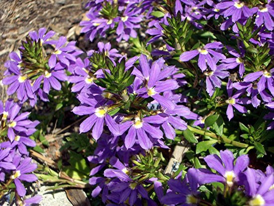 image fanflower-purple-fanfare-scaevola-aemula-goodeniaceae-1-jpg