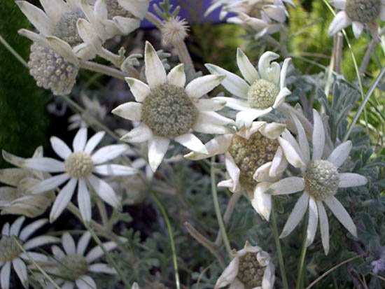 image flannel-flower-actinotus-helianthi-2-jpg